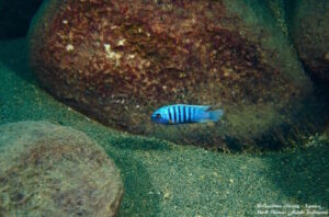 Metriaclima sciasma 'Ngwasi'